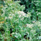 Preview: Anis (Pimpinella anisum)  - 500 g