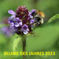 Preview: kleine Braunelle (Prunella vulgaris) - 50g