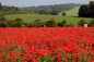 Preview: Mohn - Klatschmohn (Papaver rhoeas) - 100 g