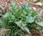 Preview: Rübe - Winterrübse (Brassica rapa ssp. oleifera) - 1 kg