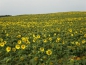 Preview: Sonnenblume Iregi (Großteller)  (Helianthus annuus) - 1 kg