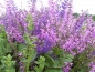 Preview: Salbei - Wiesensalbei (Salvia pratensis ) - 100 g