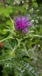 Preview: Mariendistel (Silybum marianum) -500 g