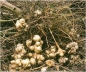 Preview: Topinambur Hegerstolz (Helianthus tuberosus) - Topinamburknollen - VPE 25 kg