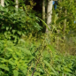 Preview: Brennnessel, große (Urtica dioica) - 100 g