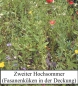 Preview: Wildblumen-Kräutermischung "INSEKTENOASE®" - 100g