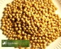 Preview: Erbse - Eiweißerbse (Pisum sativum convar. Arvense) - 1 kg