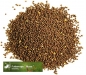 Preview: Raps - Futterraps Licapo - 00 (Brassica napus oleifera) - 1 kg