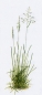 Preview: Gras - Wiesenrispe (Poa pratensis) - 1 kg