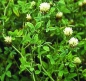 Mobile Preview: Klee - Alexandrinerklee  (Trifolium alexandrinum) - 1 kg