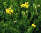 Preview: Klee - Hornschotenklee  (Lotus corniculatus) - 1 kg