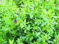 Preview: Klee - Luzerne  (Medicago sativa) - 1 kg