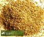 Preview: Gras - Knaulgras  (Dactylis glomerata) - 1 kg