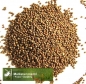 Preview: Kohl, Markstammkohl - grüner Angeliter  - 1 kg