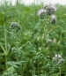 Preview: Phacelia (Bienenweide) (Phacelia tanacetifolia Benth.) - 1 kg