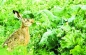 Preview: Raps - Futterraps Licapo - 00 (Brassica napus oleifera) - 1 kg