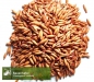 Preview: Hafer - Sauenhafer / Gelbhafer / Sommerhafer (Avena sativa) - 1 kg