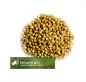 Preview: Lupine - Süßlupine, gelb (Lupinus luteus) - 1 kg