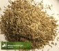 Preview: Gras - Wiesenschwingel (Festuca pratensis) - 1 kg