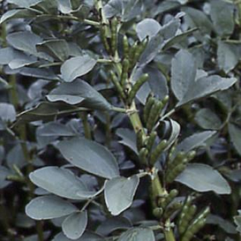 Bohne - Ackerbohne Vicia faba - 1kg