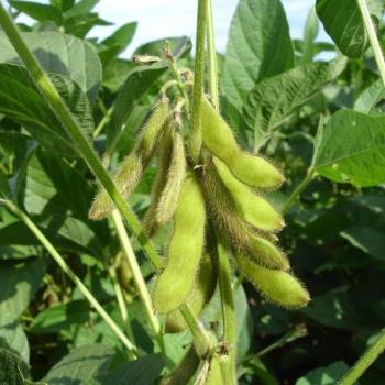 Bohne - Sojabohne (Glycine max) - 1 kg