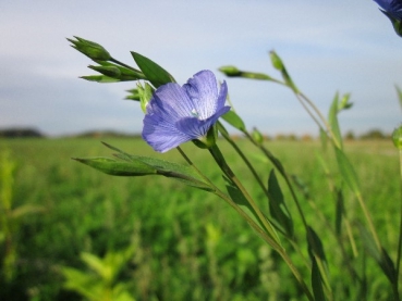 Leinsaat / Öllein (Linum usitatissimum) - 1 kg