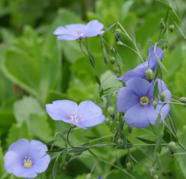 Leinsaat / Öllein (Linum usitatissimum) - 1 kg