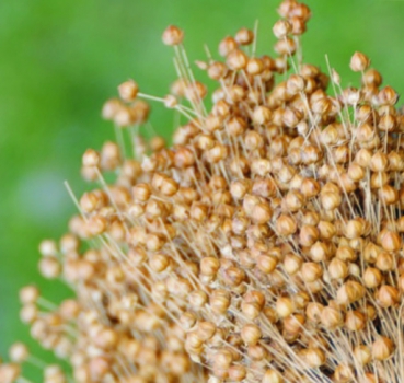 Leinsaat / Öllein (Linum usitatissimum) - 1 kg