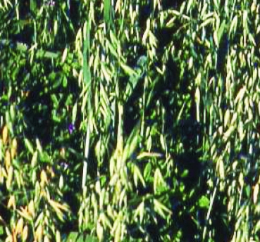 Hafer - Sauenhafer / Gelbhafer / Sommerhafer (Avena sativa) - 1 kg
