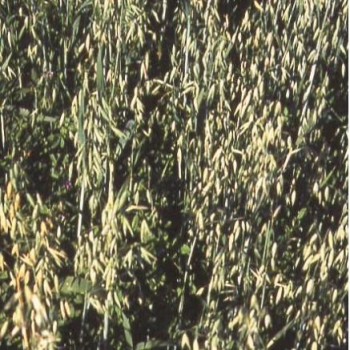 Hafer - Sauenhafer / Gelbhafer / Sommerhafer (Avena sativa) - 1 kg