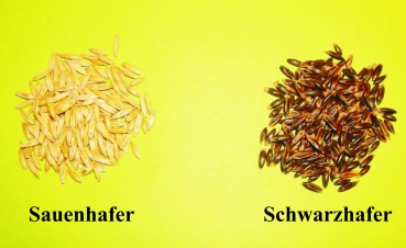 Hafer - Schwarzhafer  (Avena sativa) - 1 kg