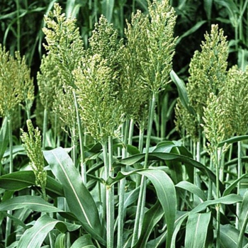 Hirse - Zuckerhirse (Sudangras) Piper - (Sorghum sudanese) - 1 kg