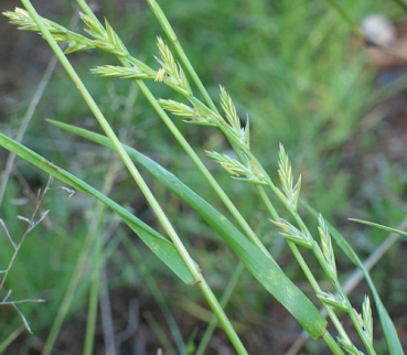 Gras - Dt. Weidelgras (tetraploid) (Lolium perenne) - 1 kg