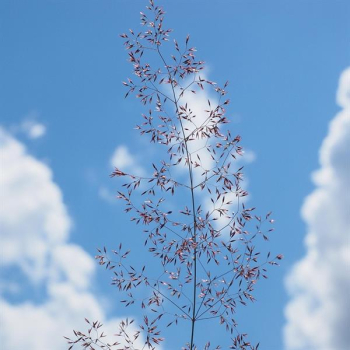 Gras - Rotes Straußgras (Agrostis capillaris)  - 1 kg