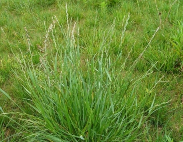 Gras - Welsches Weidelgras (Lolium multiflorum) - 1 kg