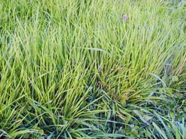 Gras - Wiesenlieschgras (Phleum pratense) - 1 kg