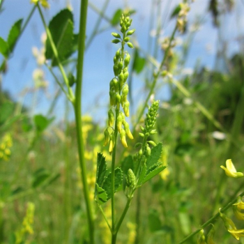 Klee - Bokharaklee, gelber Steinklee/Honigklee  (Melilotus officinalis) - 1kg