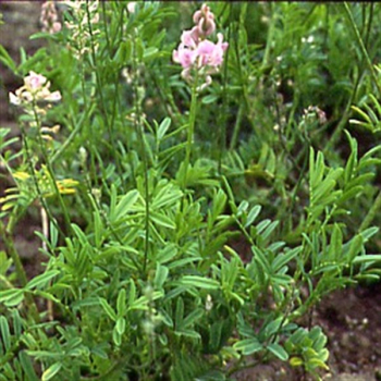 Klee - Esparsette (Onobrychis viciifolia) - 1 kg