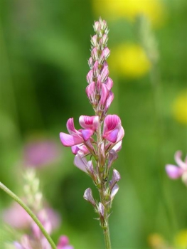 Klee - Esparsette (Onobrychis viciifolia) - 1 kg