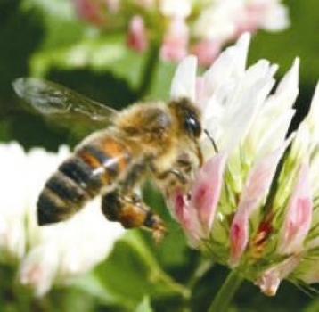 Klee - Michaelisklee (Trifolium michelianum) - 1 kg