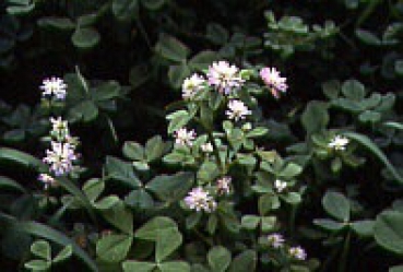 Klee - Perserklee (Trifolium resupinatum) - 1 kg