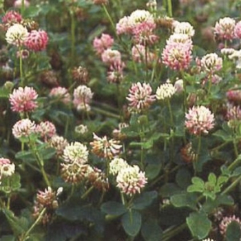 Klee - Schwedenklee (Honigklee)  (Trifolium hybridum) - 1 kg