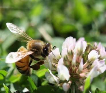 Klee - Weißklee (Trifolium repens) - 1 kg