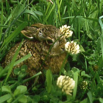 Klee - Weißklee (Trifolium repens) - 1 kg