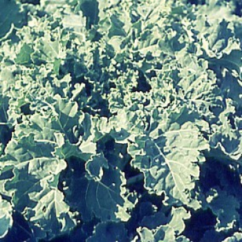 Kohl - Furchenkohl, Westfälischer (Brassica oleracea var. viridis) - 500 Gramm