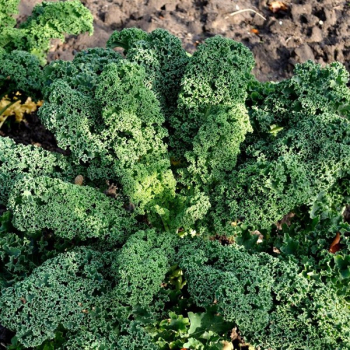 Kohl - Grünkohl (frosthart) (Brassica oleracea convar. acephala var. Sabellica) -1 kg