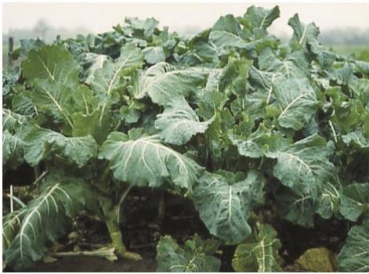 Kohl, Markstammkohl - Boma - 1kg
