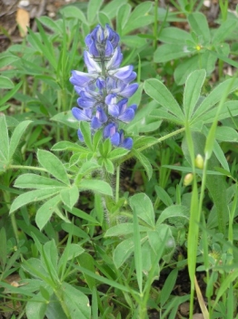 Lupine - Süßlupine, blau (Lupinus angustifolius) - 1 kg