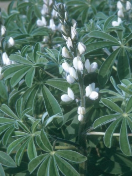 Lupine - Süßlupine, weiß (Lupinus albus) - 1 kg