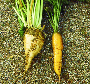 Futtermöhre Lange Rote Stumpfe (Daucus carota) - 1 kg